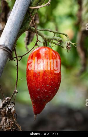 Reife, römisch gestreifte Tomatensorte, die auf der Rebe eines Tomatenstrauchs wächst. Nahaufnahme, niedriger Winkel, keine Leute Stockfoto