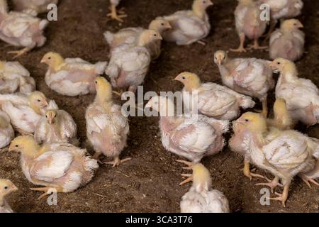 Huhn beim Wechsel von Flausen zu Federn, ein Geflügelbetrieb, in dem Hühner zur Herstellung von Fleischprodukten aufgezogen werden, Hühner sitzen oder stehen Stockfoto
