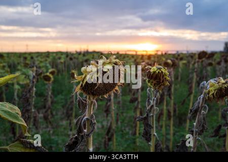 Verdorben und sterben durch Dürre Sonnenblumenkopf auf einem Feld bei Sonnenuntergang. Detailaufnahme, geringe Schärfentiefe, keine Personen Stockfoto