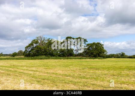 Ländliche Landschaft mit Bäumen und grünen Feldern in Dorset bei Shapwick. England Großbritannien Stockfoto