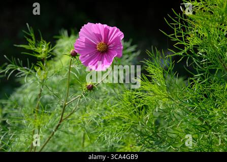 Einzelne lila Kosmos-Blume in einem englischen Garten, norfolk, england Stockfoto