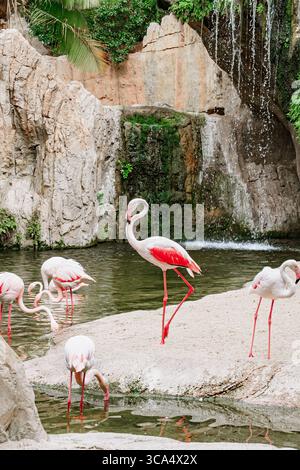 Flamingos trinken und spazieren Sie an einem Teich mit felsigen Klippen und fallendem Wasser in einem üppigen tropischen Gehege, Tierverhalten, exotischen Tieren Stockfoto