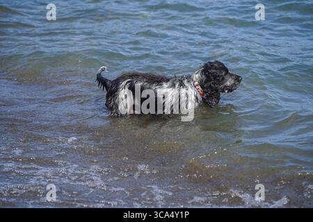 Cocker Spaniel schwimmt in einem See Stockfoto