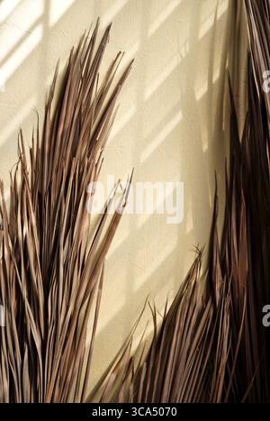 Echte organische Fotografie aufgenommen natürliche getrocknete Palmblattwedel Hygge Bohemian Schatten überlagern alte Wand Stockfoto