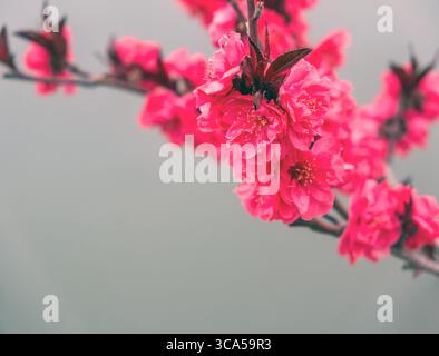 Chinesische Pflaumenblüte Nahaufnahme. Leuchtende pfirsichfarbene Blüten im Frühling. Mondneujahr Symbol des Wohlstands, Kartenvorlage Stockfoto