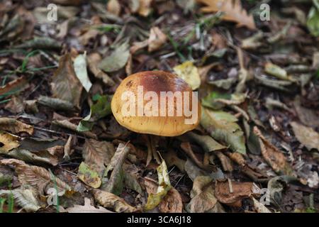Ein markanter Hebeloma-Pilz mit brauner Kappe liegt auf dem feuchten Waldboden inmitten von herabfallenden Blättern. Stockfoto