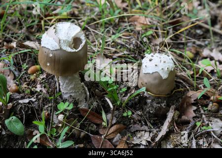 Ein beschädigter brauner Amanita-Pilz steht hoch auf dem erdigen Waldboden, umgeben von trockenen Blättern. Stockfoto