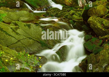 Ein ruhiger Waldbach fließt über moosbedeckte Felsen inmitten von üppigem Grün. Diese friedliche Szene zeigt Natur und Gelassenheit Stockfoto