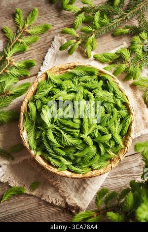Junge Fichtenspitzen im Frühjahr in einem Korb geerntet - Zutat für hausgemachten Kräutersirup Stockfoto