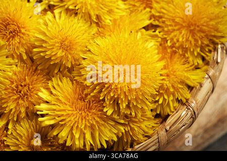Nahaufnahme frischer Löwenzahnblüten im Korb Stockfoto