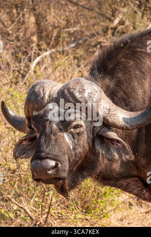 Nahaufnahme eines afrikanischen oder Cape Buffalo im Kruger-Nationalpark, Südafrika Stockfoto