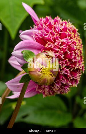 Natürliches, sehr nahes blühendes Pflanzenporträt des natürlich gemusterten Dahlienkopfes „Fenna Baaij“. Natürliche Muster, Natur, achtsam, kühn Stockfoto