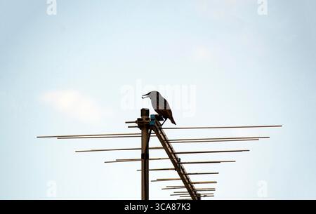 16. Mai 2020, Sydney, New South Wales, Australien: Australischer Starling (Sturnus vulgaris) fängt eine Beute in Sydney, New South Wales; Australien. Der gewöhnliche Starling, in Nordamerika auch als Europäischer Starling und in Großbritannien und Irland einfach als Starling bekannt, ist ein mittelgroßer Passerinvogel aus der Familie der Sternengewächse Sturnidae. Es hat eine große Variation im Gefieder. Beide Geschlechter sind ähnlich, obwohl das Weibchen weniger glänzend ist als das Männchen. Diese werden am häufigsten auf der Suche nach Samen und Insekten auf Rasenflächen und in Paddocks beobachtet. Andere Lebensmittel sind Spinnen, Würmer, menschliche Schrott und fru Stockfoto