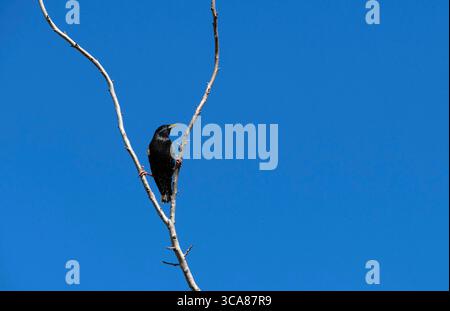 17. August 2022, Sydney, New South Wales, Australien: Australian Common Starling (Sturnus vulgaris) auf einem Baum in Sydney, New South Wales; Australien. Der gewöhnliche Starling, in Nordamerika auch als Europäischer Starling und in Großbritannien und Irland einfach als Starling bekannt, ist ein mittelgroßer Passerinvogel aus der Familie der Sternengewächse Sturnidae. Es hat eine große Variation im Gefieder. Beide Geschlechter sind ähnlich, obwohl das Weibchen weniger glänzend ist als das Männchen. Diese werden am häufigsten auf der Suche nach Samen und Insekten auf Rasenflächen und in Paddocks beobachtet. Andere Lebensmittel sind Spinnen, Würmer, menschliche Schrott, Stockfoto