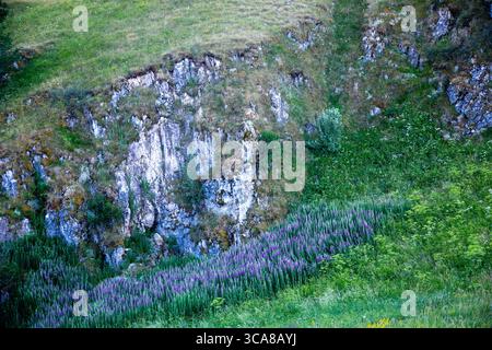 Bunte Blumen unter dem Felsensporn, im Feuchtgebiet des natürlichen Sinklochs, Castelluccio di Norcia, Sibillini-Berge, Umbrien, Italien Stockfoto