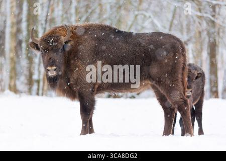 Große braune Wisent Familie in der Nähe des Winterwaldes mit Schnee. Der kleine Bison versteckt sich hinter ihrer Mutter. Herde Europäischer Aurochsen Bison, Bison Bonasus Stockfoto
