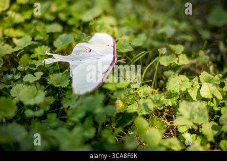 Eine große nordamerikanische Luna Moth (Actias luna), die auf dem Boden ruht Stockfoto