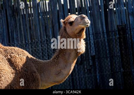 6. November 2022, Sydney, New South Wales, Australien: Dromedar (Camelus dromedarius) im Sydney Zoo, Sydney, New South Wales, Australien. Das Dromedar, auch bekannt als Dromedarkamm, arabisches Kamel oder einbuckeliges Kamel, ist ein großer Hufhufer der Gattung Camelus mit einem Buckel auf dem Rücken. Der Buckel speichert bis zu 80 Pfund Fett, das ein Kamel in Wasser und Energie zerlegen kann, wenn keine Nahrung verfügbar ist. Dromedarkamele besetzen aride Regionen des Nahen Ostens durch Nordindien und aride Regionen in Afrika, vor allem die Sahara-Wüste. (Kreditbild: © Tara Malhotra/Z Stockfoto
