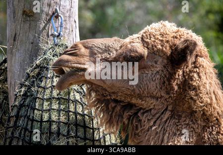 6. November 2022, Sydney, New South Wales, Australien: Dromedar (Camelus dromedarius) im Sydney Zoo, Sydney, New South Wales, Australien. Das Dromedar, auch bekannt als Dromedarkamm, arabisches Kamel oder einbuckeliges Kamel, ist ein großer Hufhufer der Gattung Camelus mit einem Buckel auf dem Rücken. Der Buckel speichert bis zu 80 Pfund Fett, das ein Kamel in Wasser und Energie zerlegen kann, wenn keine Nahrung verfügbar ist. Dromedarkamele besetzen aride Regionen des Nahen Ostens durch Nordindien und aride Regionen in Afrika, vor allem die Sahara-Wüste. (Kreditbild: © Tara Malhotra/Z Stockfoto