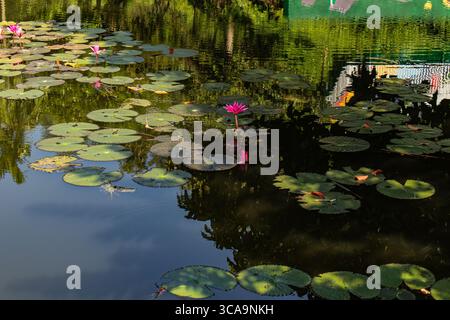 Rosa Lotus blüht im blau-grünen Teichwasser Stockfoto