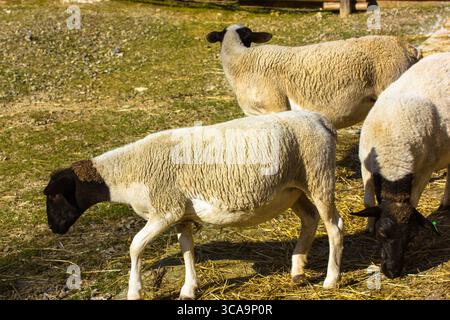 Weiße Schafe mit schwarzen Köpfen grasen auf einem Rasen voller Gras. Suffolk ist eine britische Rasse von Hausschafen. Eine Schafherde in einem Stall auf einem Bauernhof in den Bergen Stockfoto