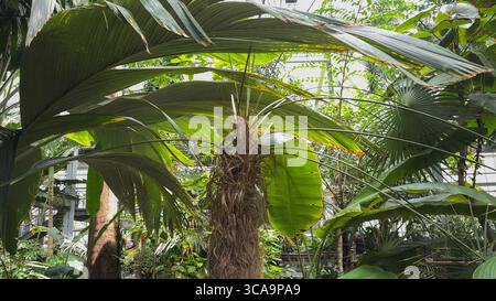 Eine hohe Palme mit breiten, bogenförmigen Blättern steht inmitten verschiedener tropischer Pflanzen in einem Gewächshaus. Stockfoto