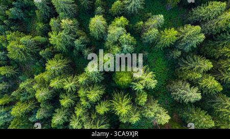 Das Bild der Drohne von oben zeigt dichte Kieferkronen, die eine satte, mehrschichtige grüne Waldstruktur bilden Stockfoto