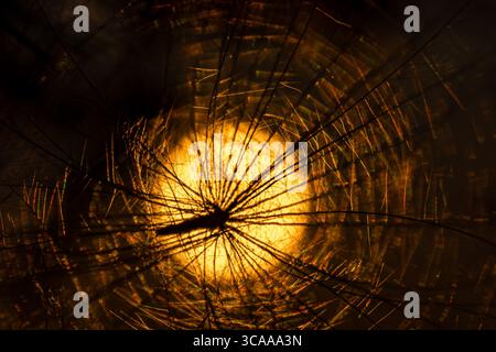 Schorbus, Deutschland. August 2025. Die Frucht einer Felddistel (Cirsium arvense) steht vor der untergehenden Sonne. Vermerk: Frank Hammerschmidt/dpa/Alamy Live News Stockfoto