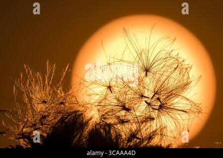Schorbus, Deutschland. August 2025. Die Frucht einer Felddistel (Cirsium arvense) steht vor der untergehenden Sonne. Vermerk: Frank Hammerschmidt/dpa/Alamy Live News Stockfoto