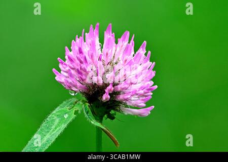 Eine rote Klee (Trifolium pratense) blüht auf einem grünen Grasgrund im ländlichen Alberta Kanada Stockfoto