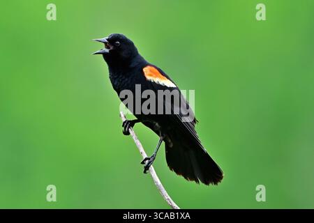 Ein Rotflügelvogel „Agelais phoeniceus“, der auf einem toten Weidenzweig im ländlichen Alberta Kanada gesungen hat Stockfoto