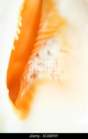 Makrofoto einer Muschel aus Nahaufnahme mit natürlichen Kurven, Texturen und sanften, cremigen Orangetönen. Stockfoto