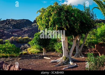 Drachenbaum (Dracaena draco) in vulkanischer Landschaft, Lanzarote, Kanarische Inseln, Spanien Stockfoto