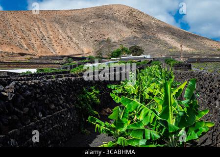 Vulkanisches Ackerland auf der Insel Lanzarote, Kanarische Inseln Stockfoto