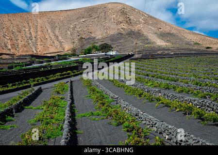Vulkanisches Ackerland auf der Insel Lanzarote, Kanarische Inseln Stockfoto