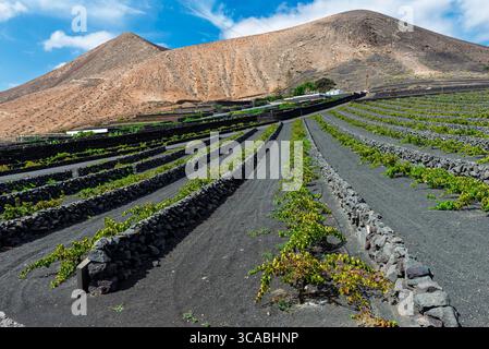 Vulkanisches Ackerland auf der Insel Lanzarote, Kanarische Inseln Stockfoto