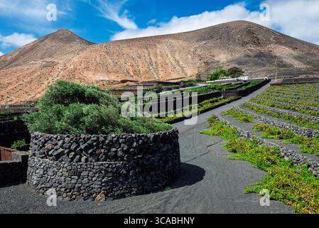 Vulkanisches Ackerland auf der Insel Lanzarote, Kanarische Inseln Stockfoto