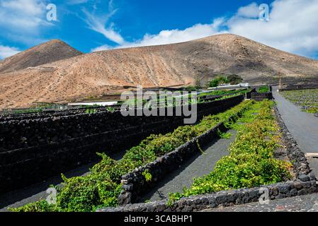 Vulkanisches Ackerland auf der Insel Lanzarote, Kanarische Inseln Stockfoto