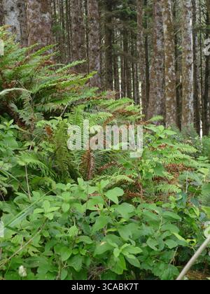 YACHATS, OREGON – 24. Juni 2025 – Schwertfarn und Salal wachsen im üppigen Unterholz eines Waldes in Cape Perpetua, Oregon Küste Stockfoto