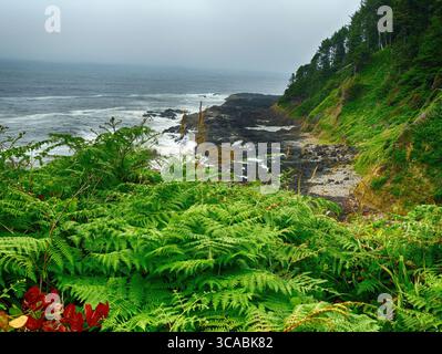 YACHATS, OREGON - 24. Juni 2025 - Panoramablick auf Farne, die die Klippen am Cape Perpetua an der Küste Oregons an einem bewölkten Tag bedecken Stockfoto