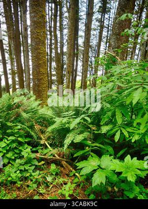 YACHATS, OREGON – 24. Juni 2025 – auf dem Waldboden unter hoch aufragenden Bäumen gedeihen leuchtende grüne Farne und andere Pflanzen, die eine ruhige und üppige Natur schaffen Stockfoto