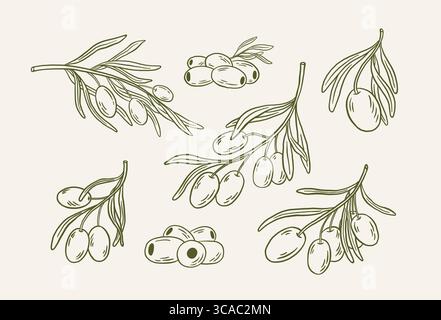 Handgezeichnetes Vintage griechische Olivenzweige und rohe Oliven Vektorset. Mediterrane Lebensmittel Kritzelvektor-Illustrationen. Perfekt für Etiketten für Bio-Lebensmittel Stock Vektor