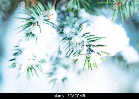 Fichtenzweige mit Schnee im Winterwald. Nahaufnahme des künstlerischen Bildes. Natürlicher Winterhintergrund. Abstrakte weihnachtskarte Stockfoto