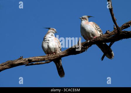 22. Juni 2022, Sydney, New South Wales (NSW, Australien): Ein Paar australischer Haubentauben (Ocyphaps lophotes), das auf einem Baum in Sydney, NSW, Australien thront. Die Haubentaube ist eine kräftige Taube mit einem auffälligen, dünnen schwarzen Wappen. Der Großteil des Gefieders ist grau, braun und wird an der Unterseite pinker. Der Vogel ist weit verbreitet auf dem australischen Festland, mit Ausnahme der weit nördlich gelegenen tropischen Gebiete. Er kommt in der Regel in der Nähe von Wasser vor, da er jeden Tag trinken muss, und ist in den dichteren Wäldern nicht vorhanden. (Foto: © Tara Malhotra/ZUMA Press Wire) Stockfoto