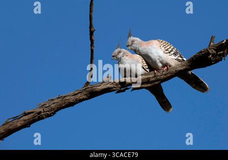 22. Juni 2022, Sydney, New South Wales (NSW, Australien): Ein Paar australischer Haubentauben (Ocyphaps lophotes), das auf einem Baum in Sydney, NSW, Australien thront. Die Haubentaube ist eine kräftige Taube mit einem auffälligen, dünnen schwarzen Wappen. Der Großteil des Gefieders ist grau, braun und wird an der Unterseite pinker. Der Vogel ist weit verbreitet auf dem australischen Festland, mit Ausnahme der weit nördlich gelegenen tropischen Gebiete. Er kommt in der Regel in der Nähe von Wasser vor, da er jeden Tag trinken muss, und ist in den dichteren Wäldern nicht vorhanden. (Foto: © Tara Malhotra/ZUMA Press Wire) Stockfoto