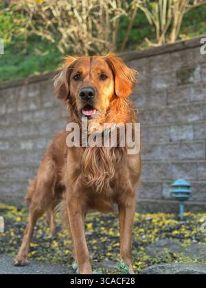 Nahaufnahme des Außenporträt eines rot-goldenen Retrievers, der im warmen Sonnenlicht auf einem Weg steht, mit einer verschwommenen Steinmauer und Grün im Hintergrund. Stockfoto