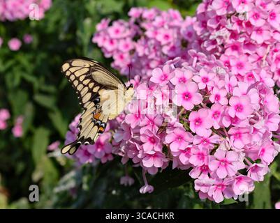 Großer Tiger gestreifter Schwalbenschwanz-Schmetterling, der sich von einer Phloxblume ernährt Stockfoto