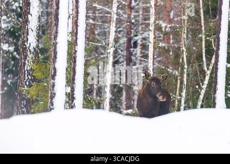 Tierwelt. Einstierelchen im Winterwald. Naturlebensraum Stockfoto