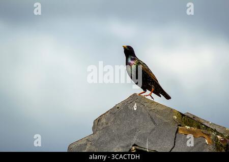 18. August 2020, Sydney, New South Wales, Australien: Australian Common Starling (Sturnus vulgaris), der auf einem Haus in Sydney (New South Wales) thront. Der gewöhnliche Starling, in Nordamerika auch als Europäischer Starling und in Großbritannien und Irland einfach als Starling bekannt, ist ein mittelgroßer Passerinvogel aus der Familie der Sternengewächse Sturnidae. Es hat eine große Variation im Gefieder. Beide Geschlechter sind ähnlich, obwohl das Weibchen weniger glänzend ist als das Männchen. Diese werden am häufigsten auf der Suche nach Samen und Insekten auf Rasenflächen und in Paddocks beobachtet. Andere Lebensmittel sind Spinnen, Würmer, menschliche Schrott, Stockfoto