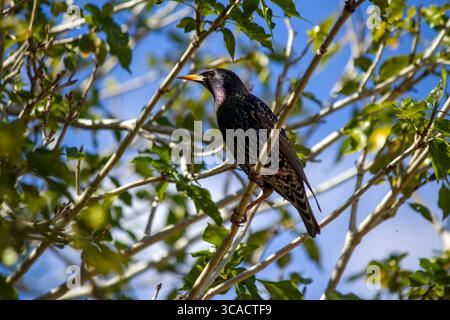 25. August 2020, Sydney, New South Wales, Australien: Australian Common Starling (Sturnus vulgaris), der auf einem Baumzweig in Sydney, New South Wales, Australien thront. Der gewöhnliche Starling, in Nordamerika auch als Europäischer Starling und in Großbritannien und Irland einfach als Starling bekannt, ist ein mittelgroßer Passerinvogel aus der Familie der Sternengewächse Sturnidae. Es hat eine große Variation im Gefieder. Beide Geschlechter sind ähnlich, obwohl das Weibchen weniger glänzend ist als das Männchen. Diese werden am häufigsten auf der Suche nach Samen und Insekten auf Rasenflächen und in Paddocks beobachtet. Zu den anderen Nahrungsmitteln gehören Spinnen, Würmer, menschliche Stockfoto